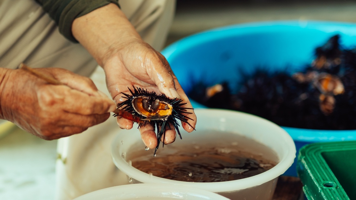 紫ウニは専用の器具でとります