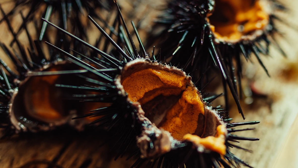 紫ウニは素潜りでとります