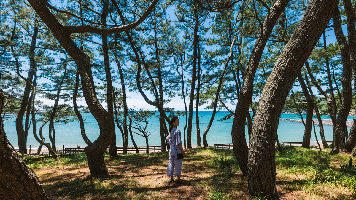 白鶴浜海水浴場の松原