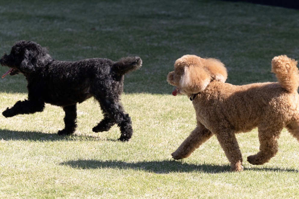 【素泊り】愛犬とのんびり（小型犬・中型犬にお勧め）約132平米のプライベートドックラン付