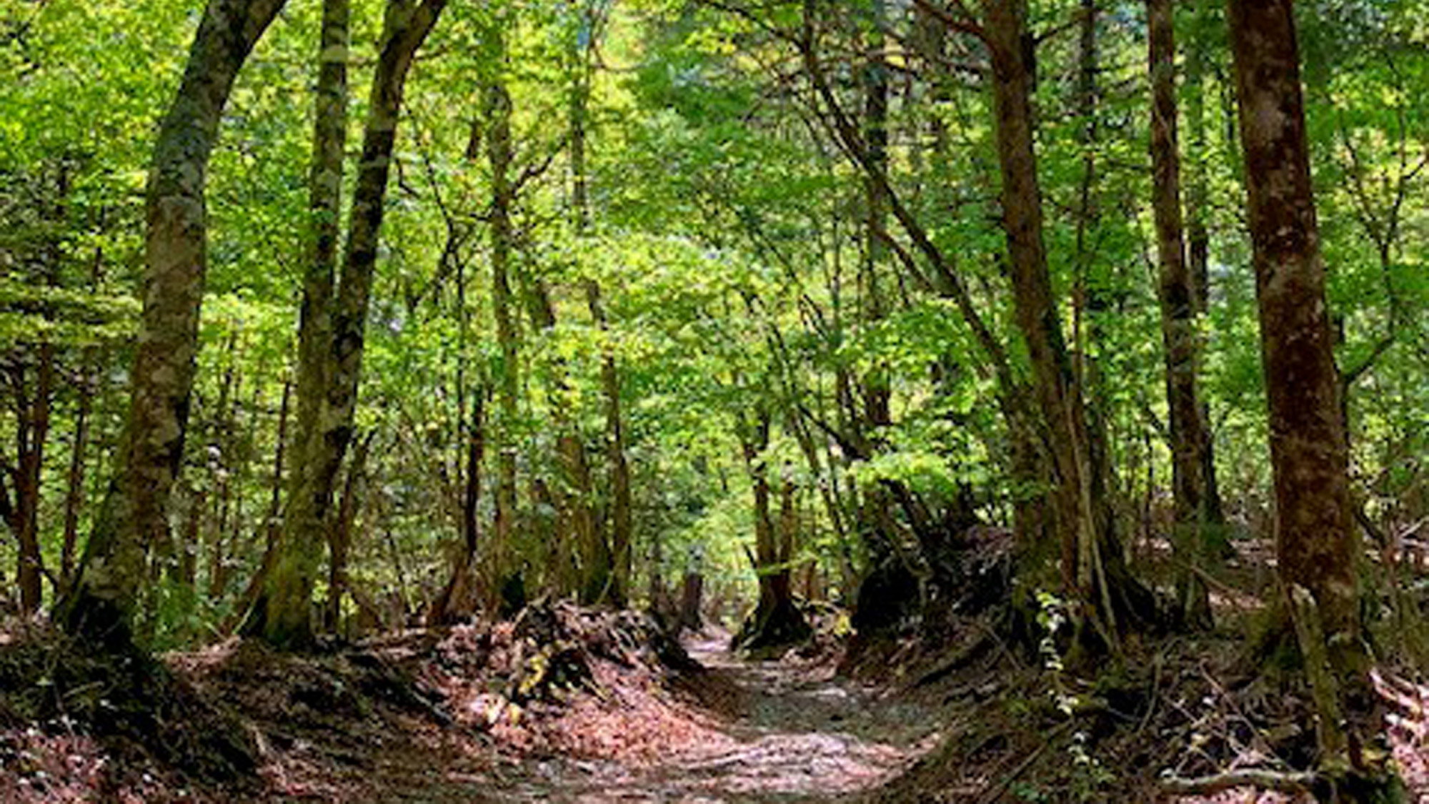 新緑プラン　山道