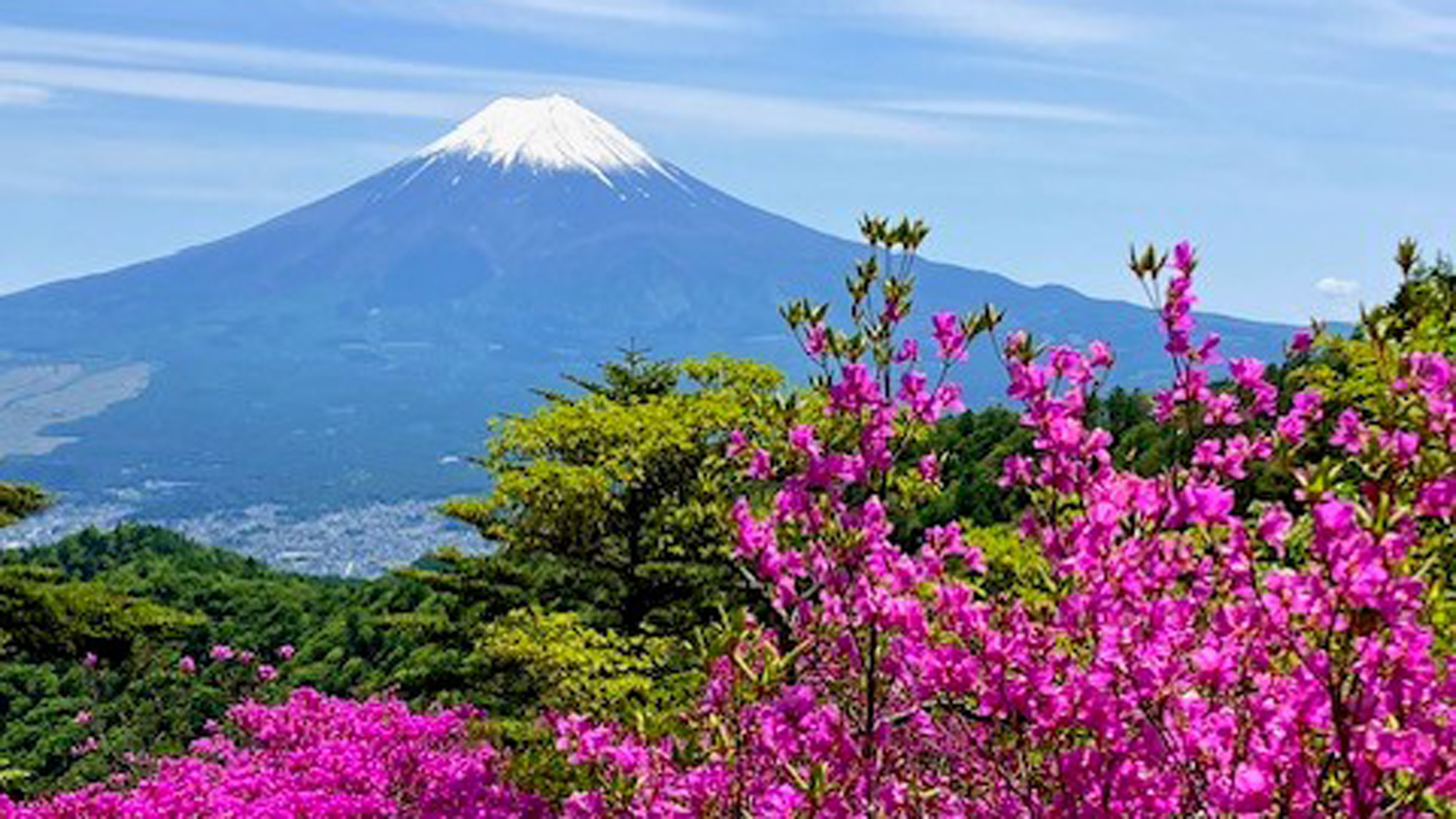 新緑プラン　ツツジ