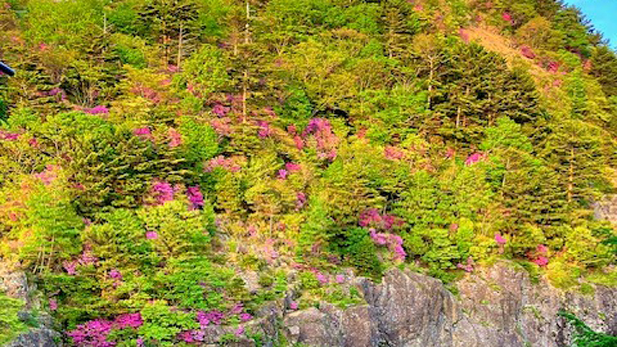 新緑プラン　ツツジ