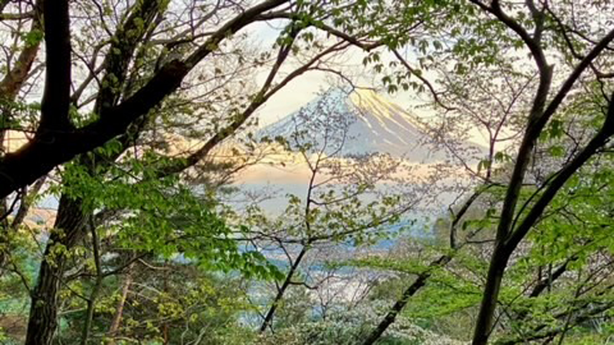 新緑プラン　木,富士山