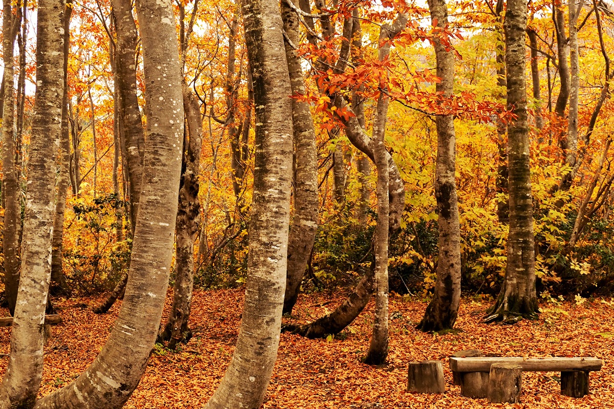 秋は紅葉をフルに満喫！