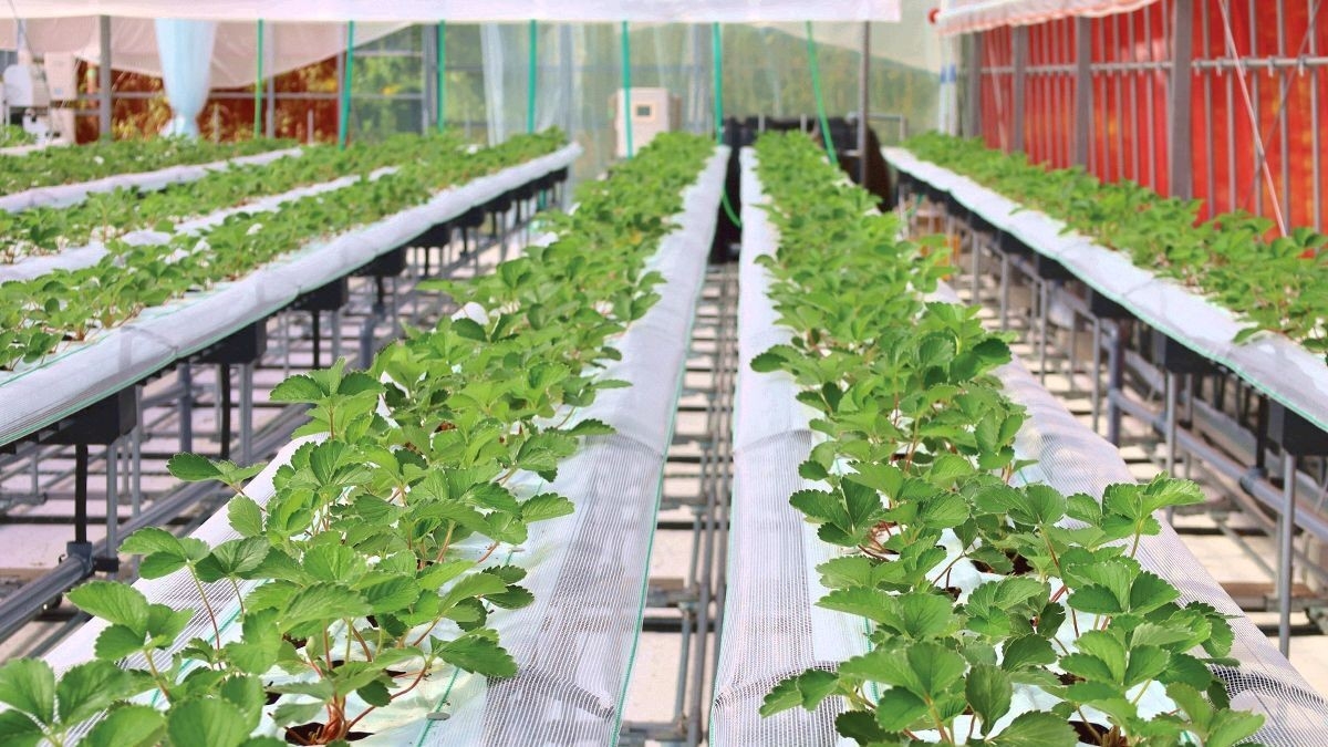 【1・2月限定／いちご農園OPEN記念】いちご狩り＆40分食べ放題付★ご夕食はスタンダードフレンチ