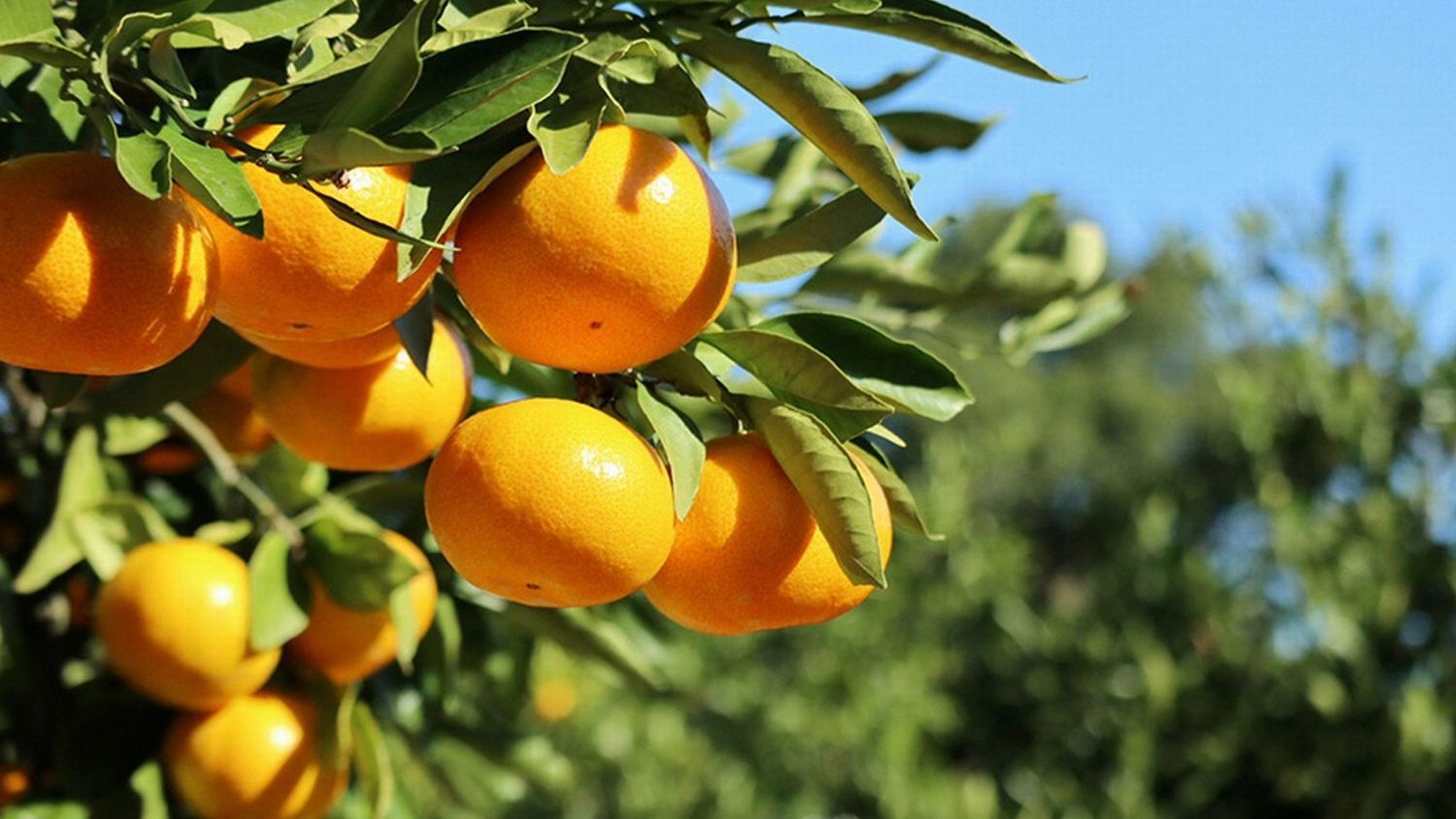 【１０月・１１月／みかん狩り体験×美食オールインクルーシブ】周防大島の恵を味わう　秋熟のリトリートを