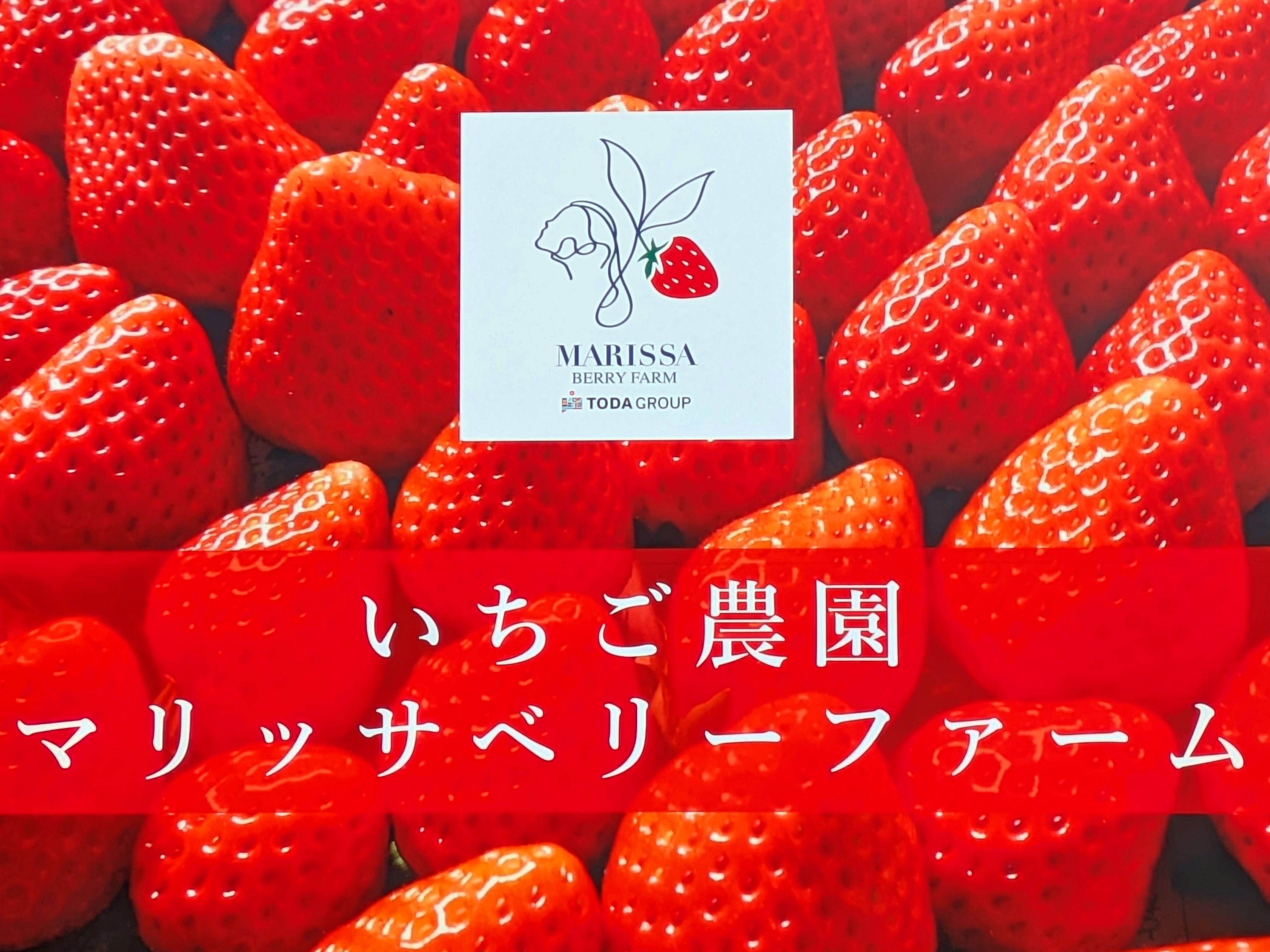 【マリッサリゾート】自社いちご農園 マリッサベリーファーム（1/18～5/5）