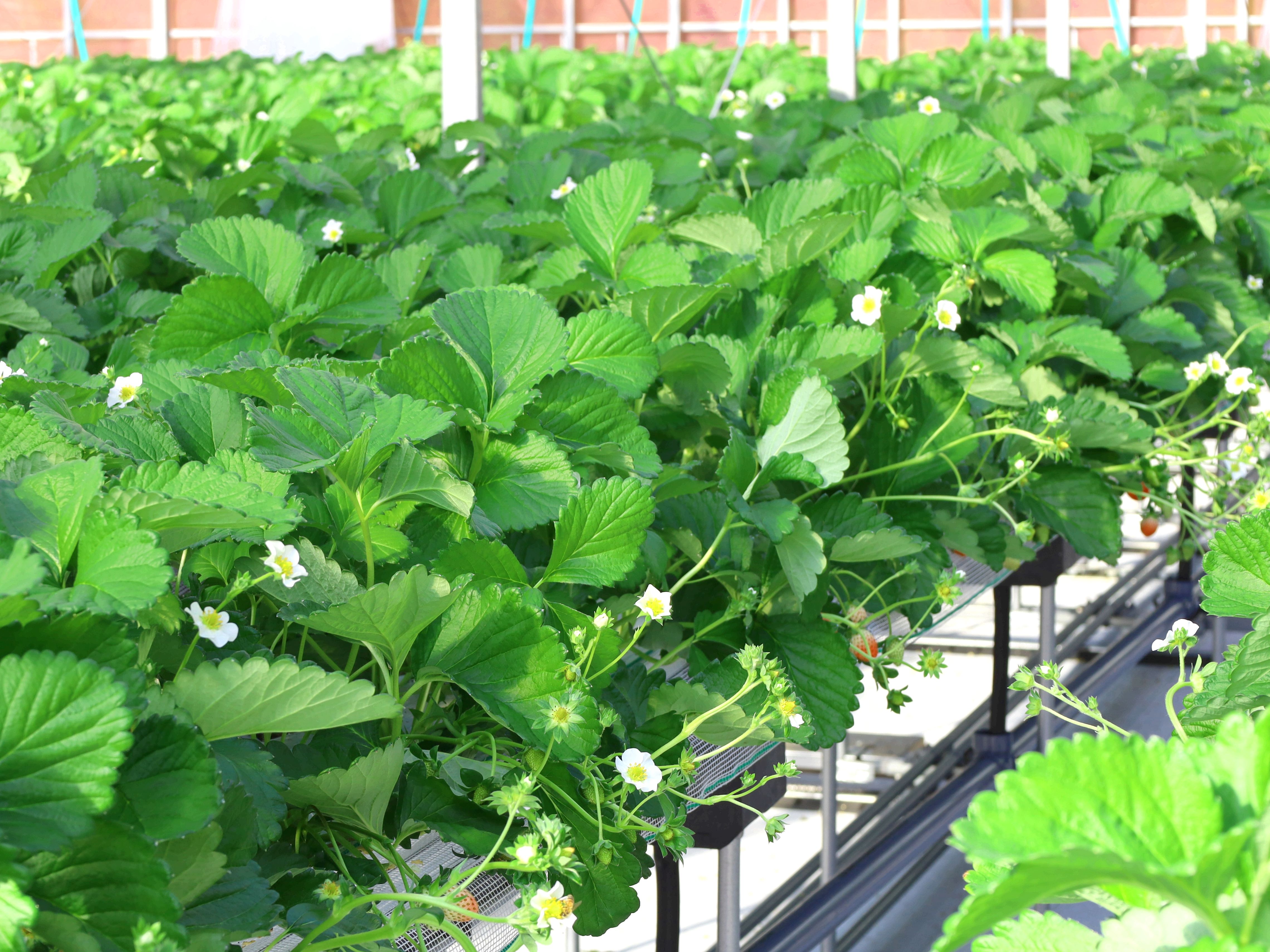 【マリッサリゾート】自社いちご農園 マリッサベリーファーム（1/18～5/5）