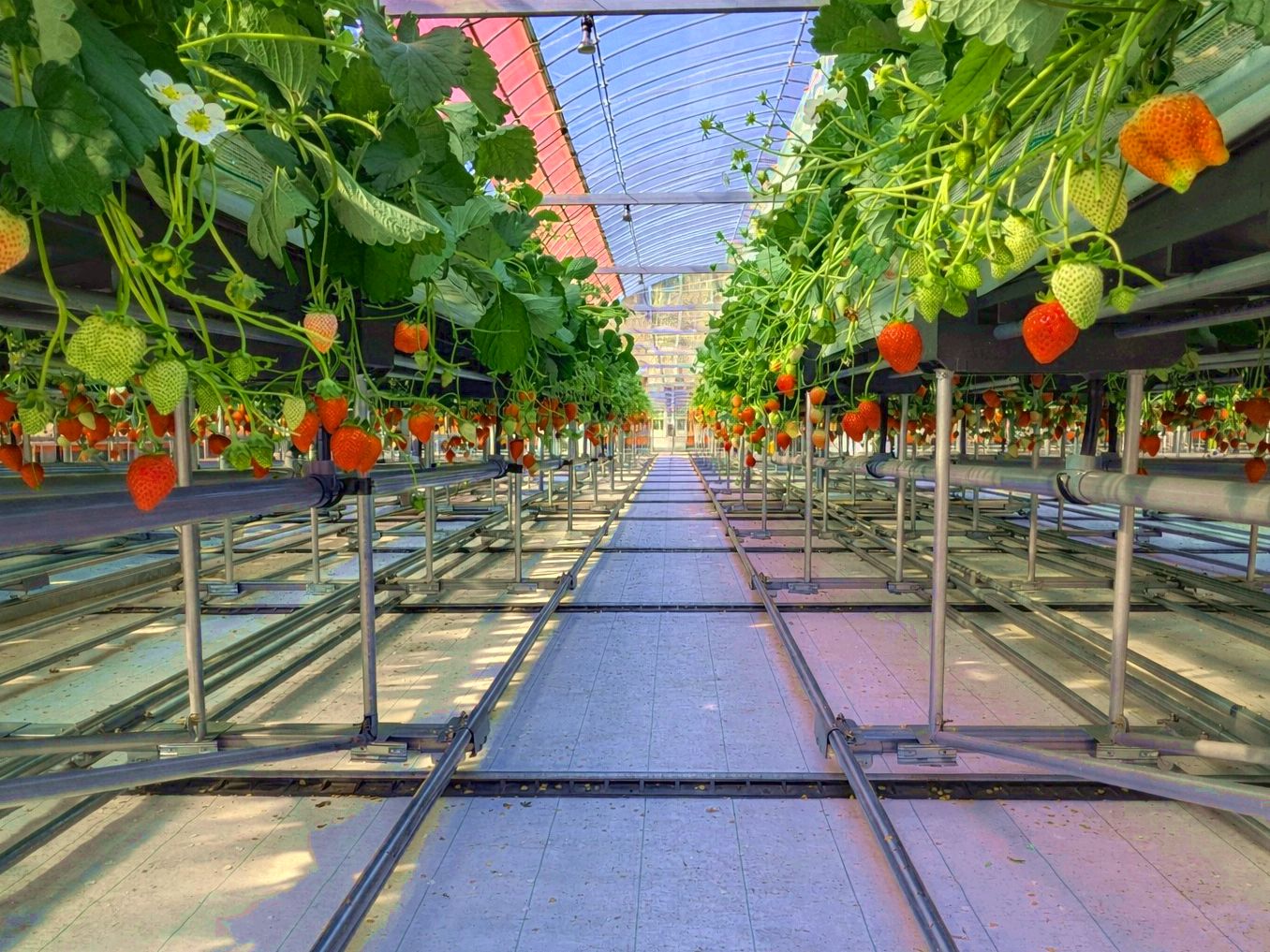 【マリッサリゾート】自社いちご農園 マリッサベリーファーム（1/18～5/5）