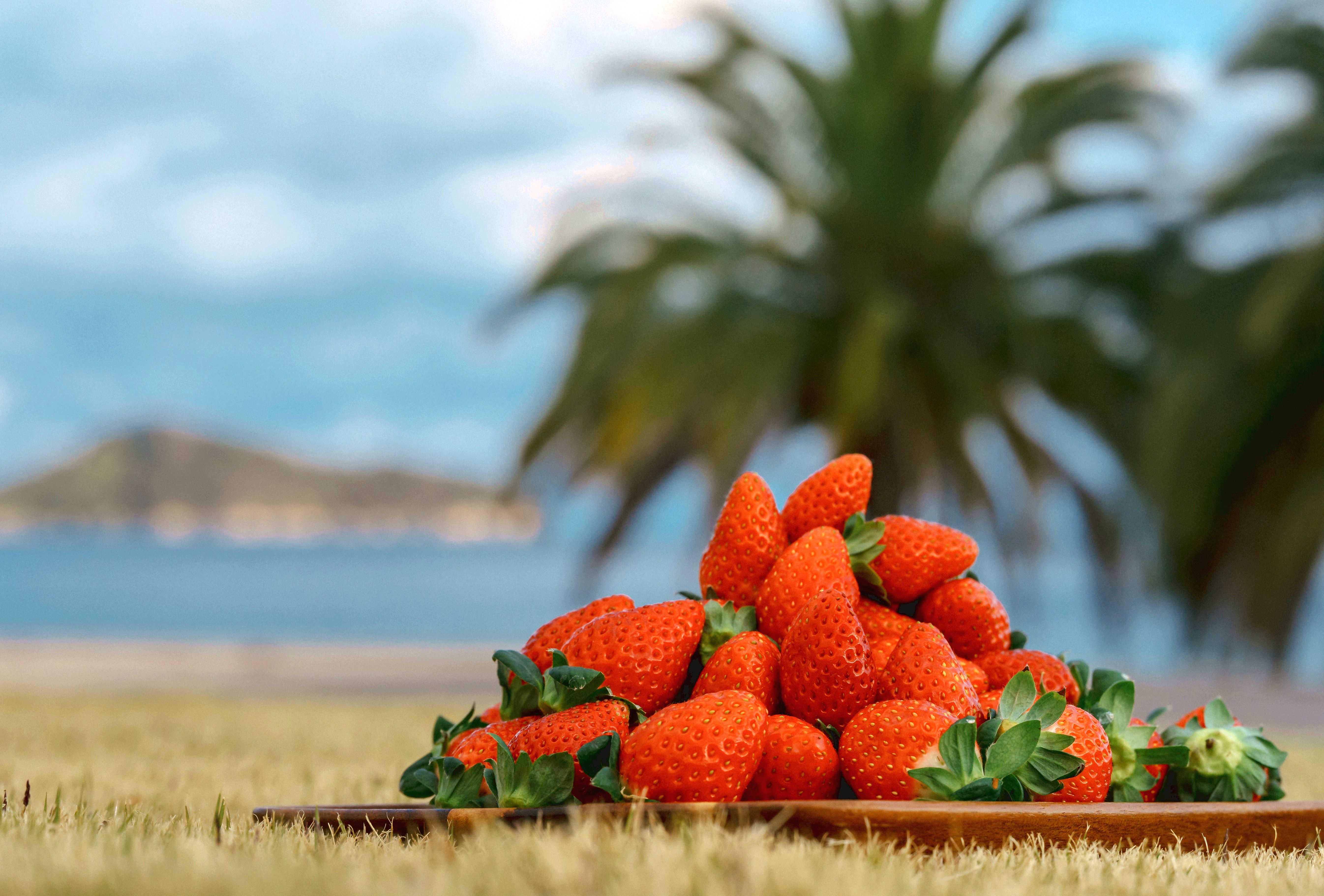 【マリッサリゾート】自社いちご農園 マリッサベリーファーム（1/18～5/5）