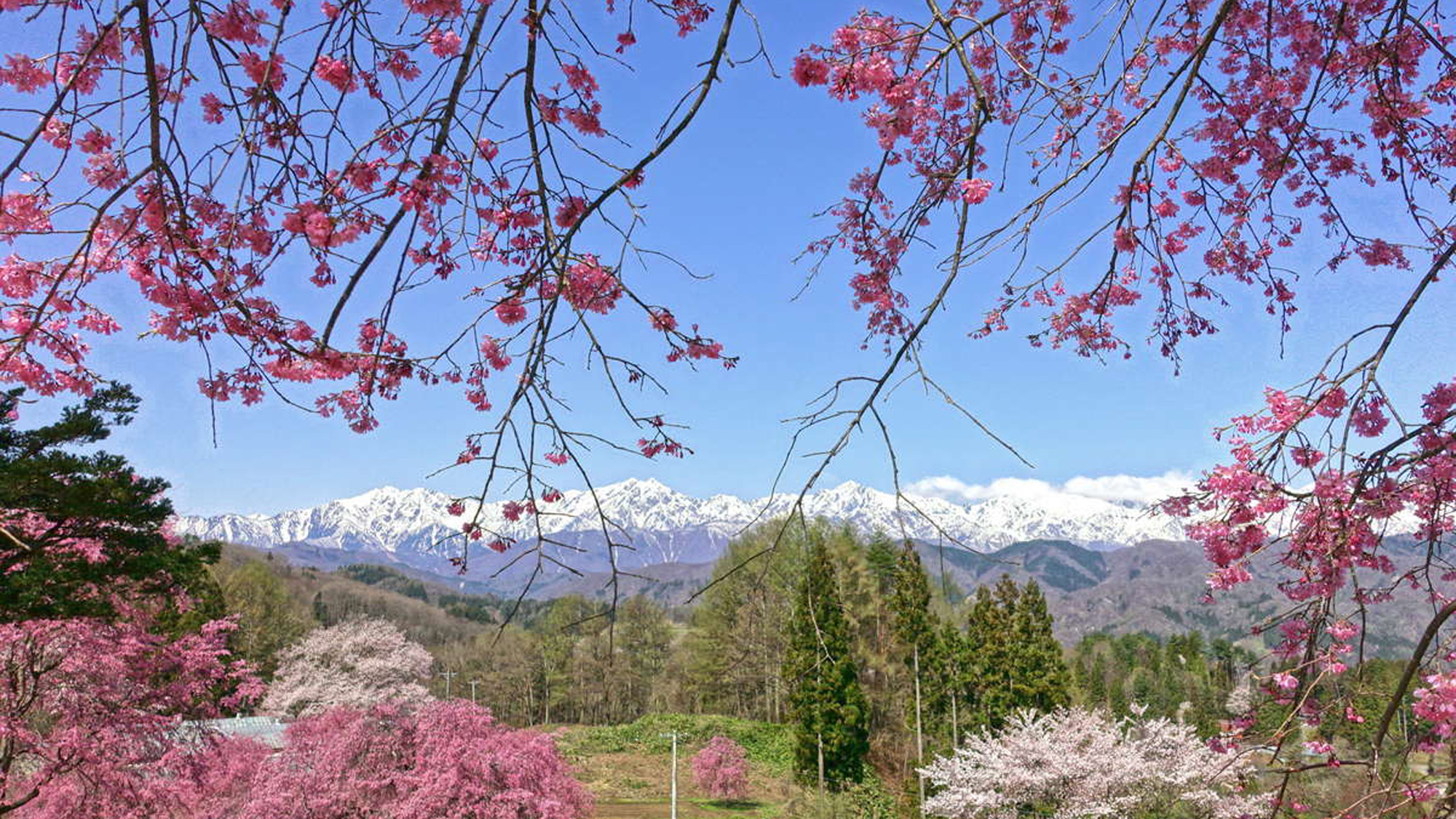 【春】桜とアルプスが楽しめる「立屋・番所の桜」