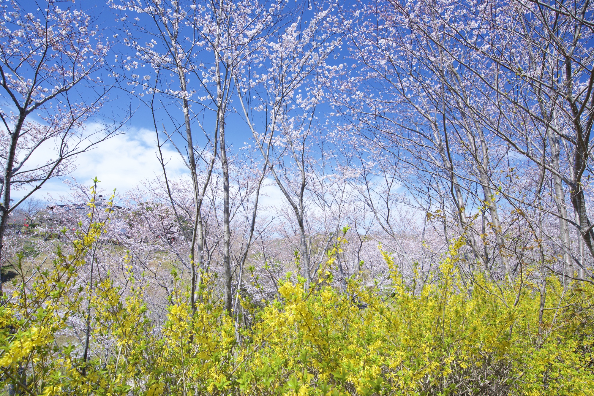 平草原公園　お花見