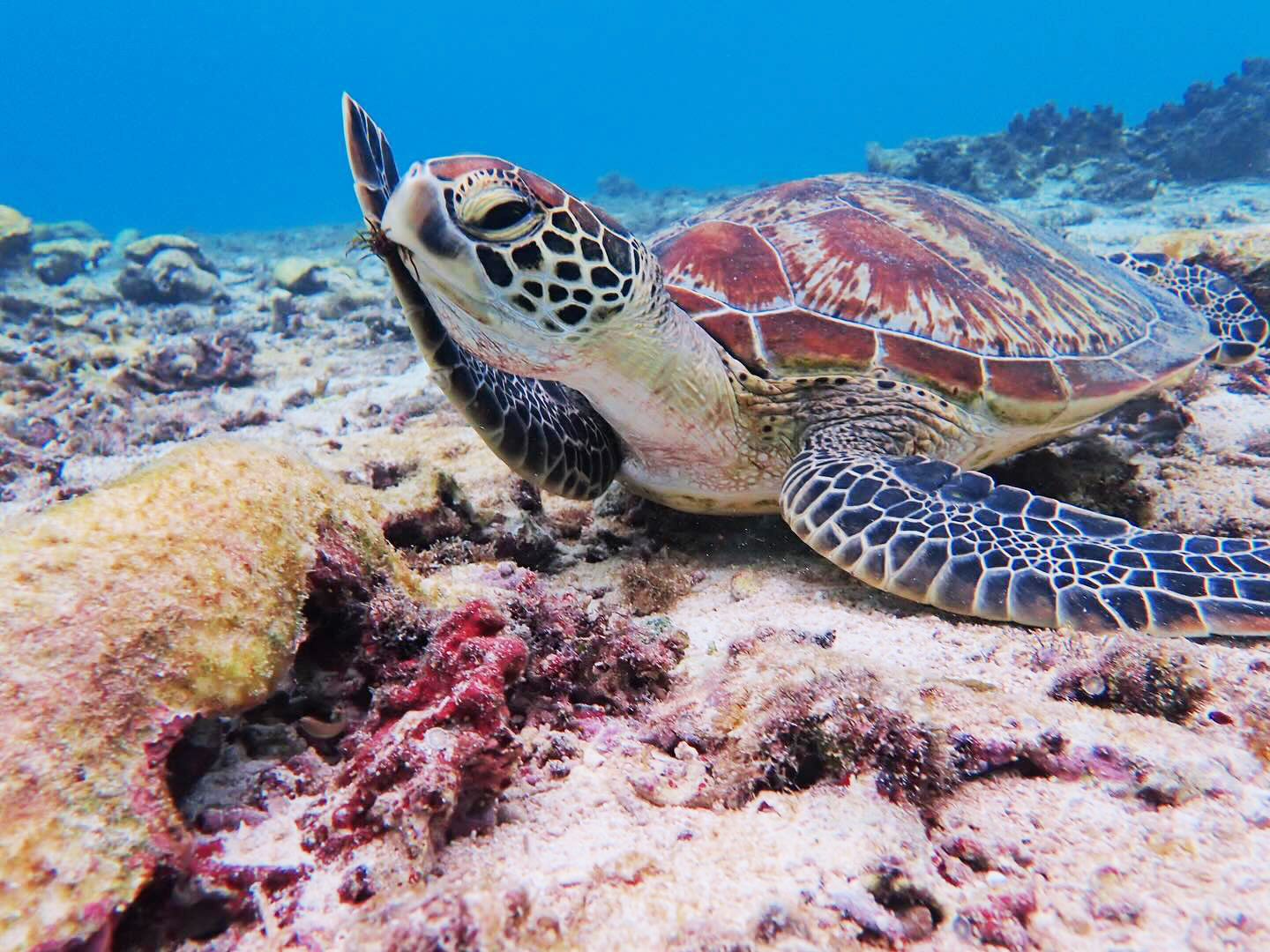 オプションツアー