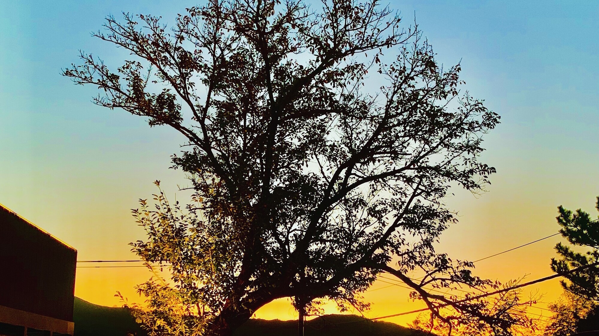 夕暮れ時に見る桜もおすすめです。