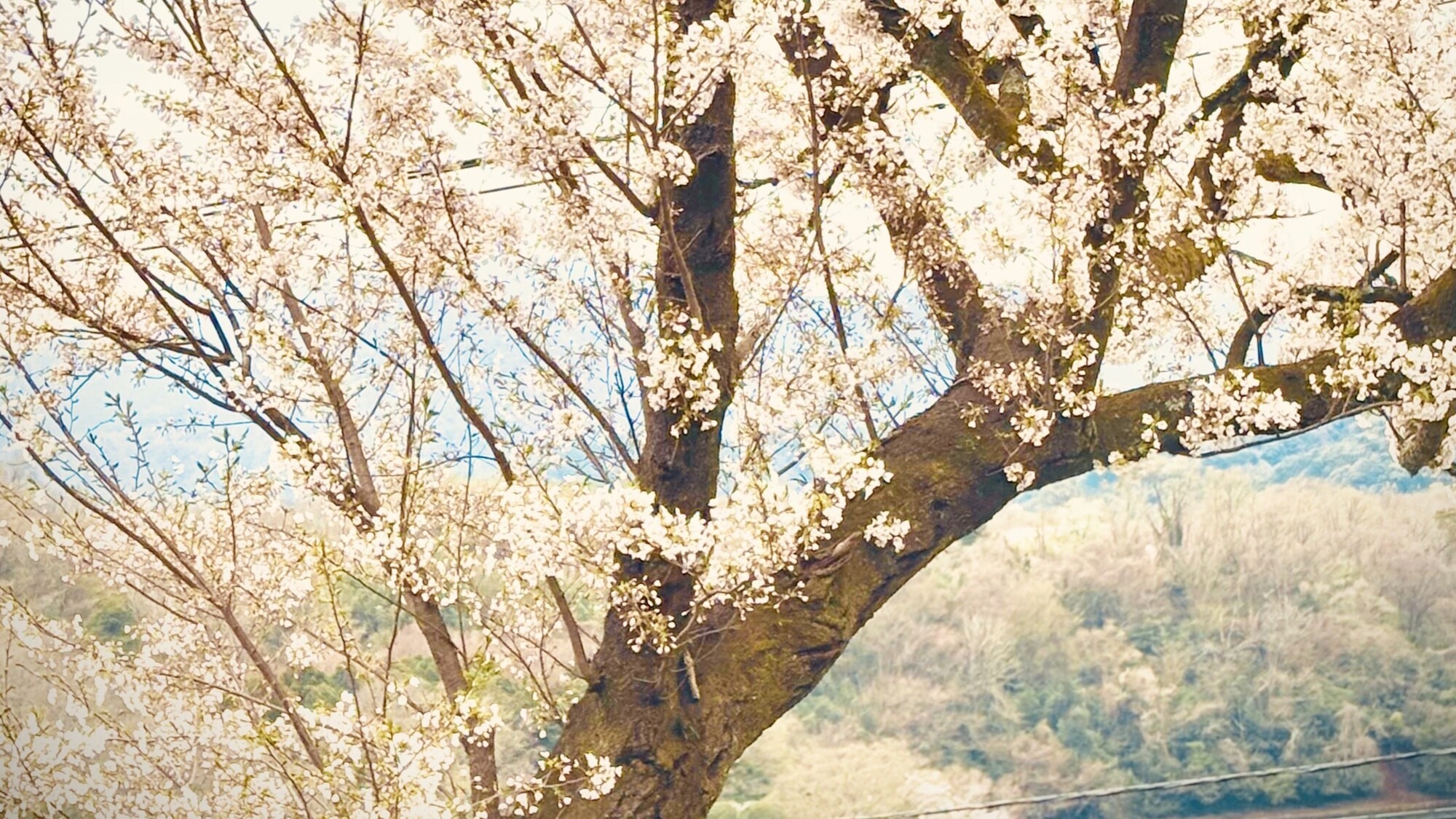 春には施設の前に桜が咲きます。