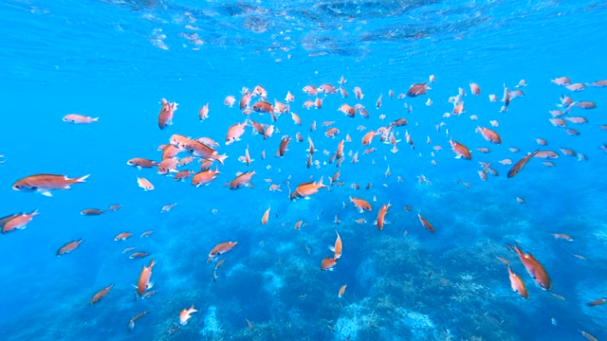 *プラン/佐渡島の海は驚くほどクリア！浅瀬でもたくさんの魚を観察できます