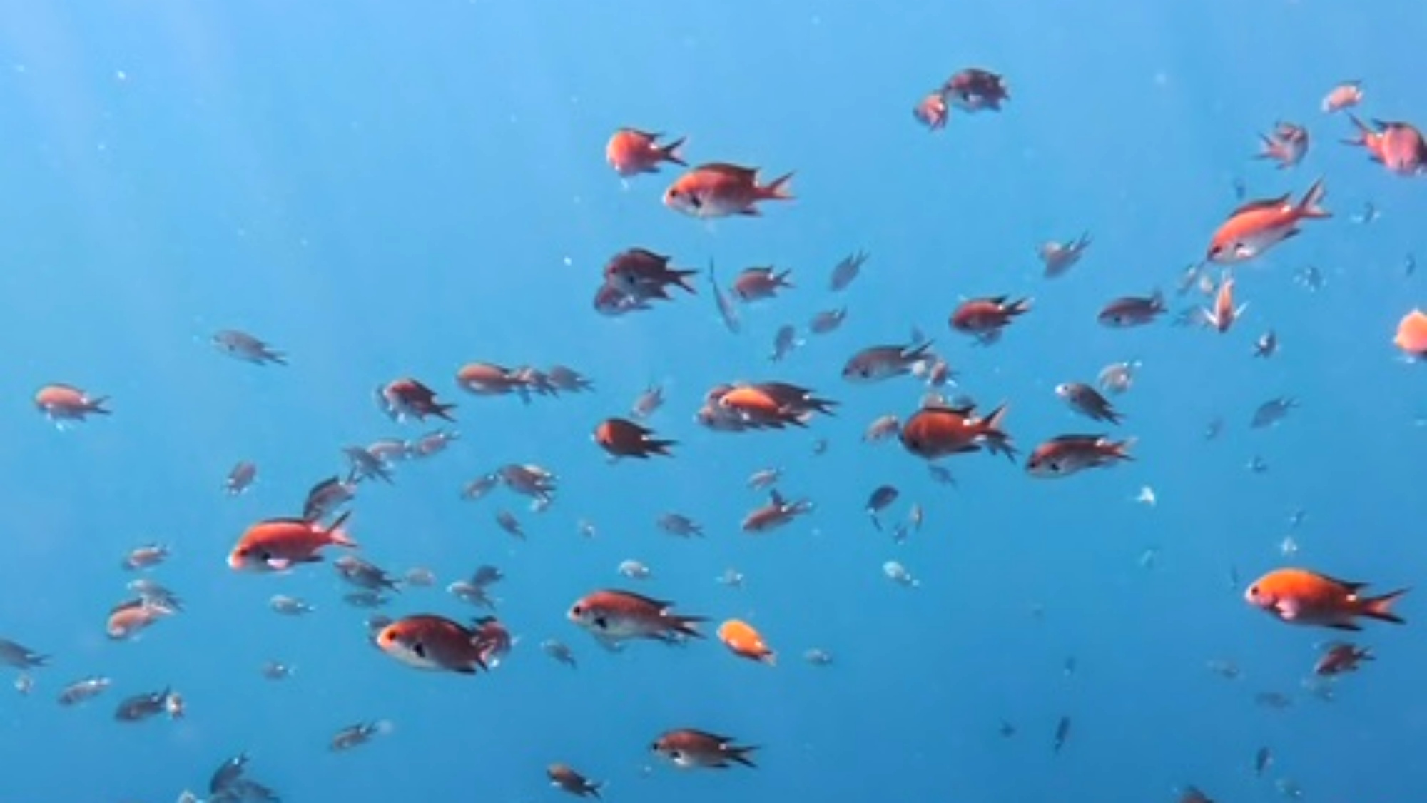 *プラン/佐渡の海は透明度抜群！まるで天然水族館♪