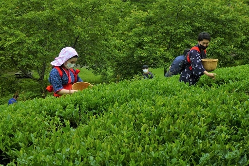 【奥久慈茶の里公園連携プラン】春のお茶積み体験＋朝食付きプラン