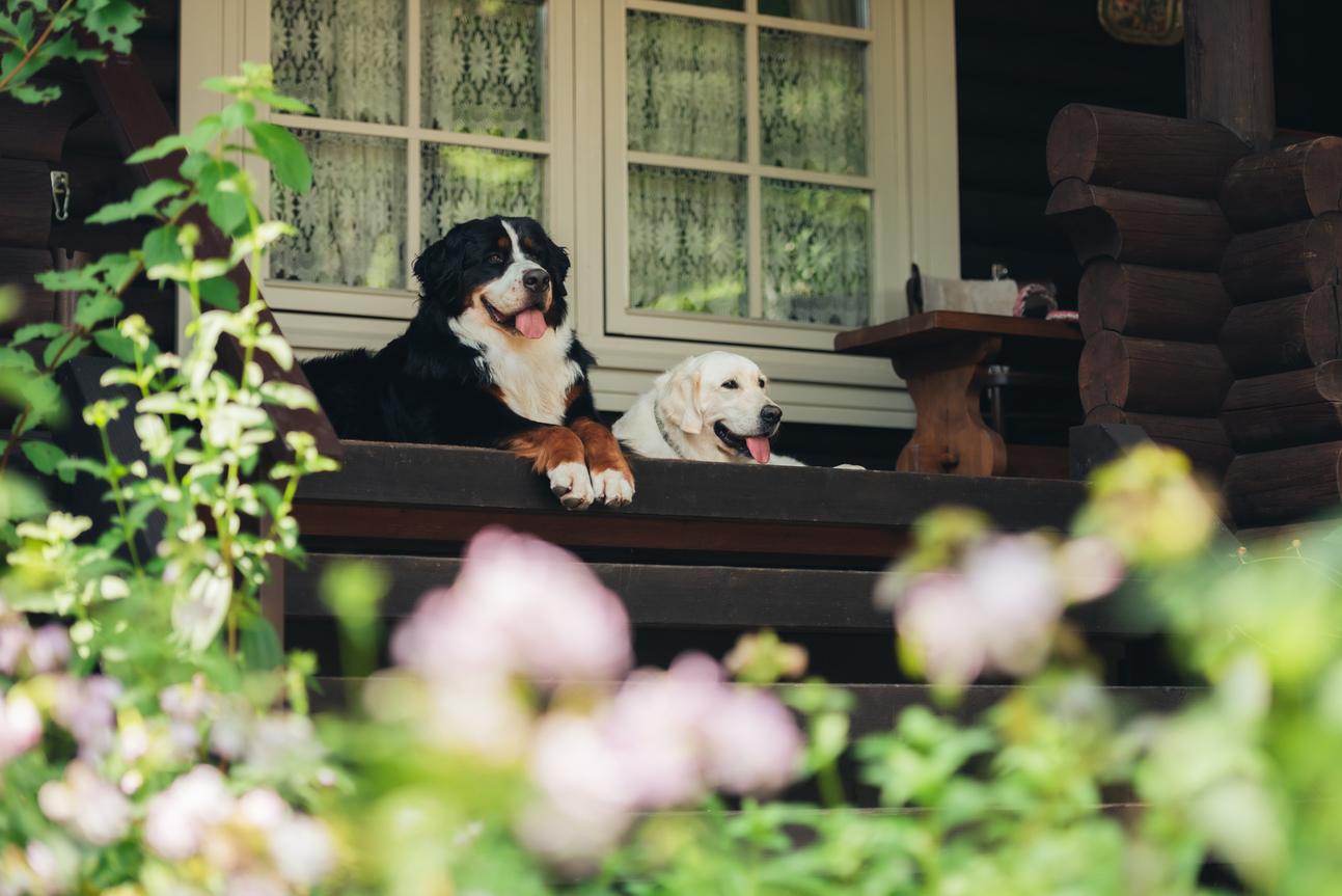 【楽天スーパーSALE】5％OFF八ヶ岳南麓のログハウスで過ごす、愛犬との贅沢な時間【貸別荘】