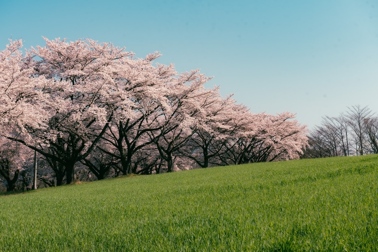 北杜市の桜