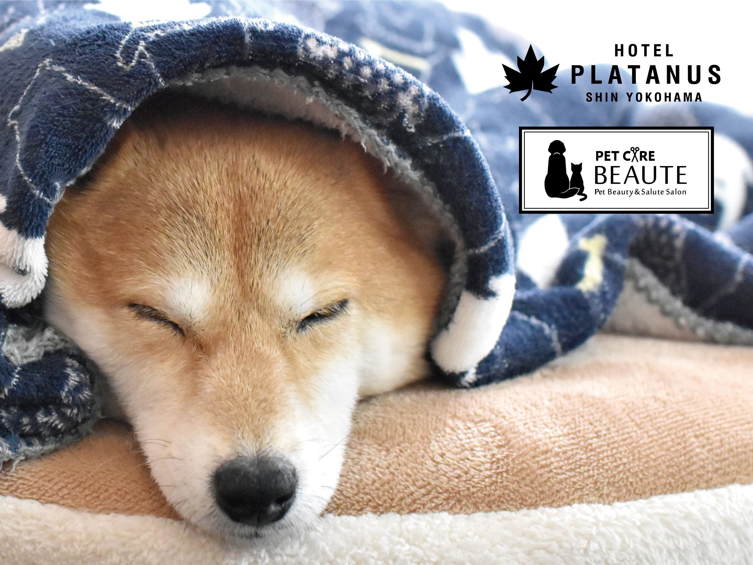 【お客様がご宿泊やご入用の際には、大切なワンちゃんをお預かりいたします】※別途料金