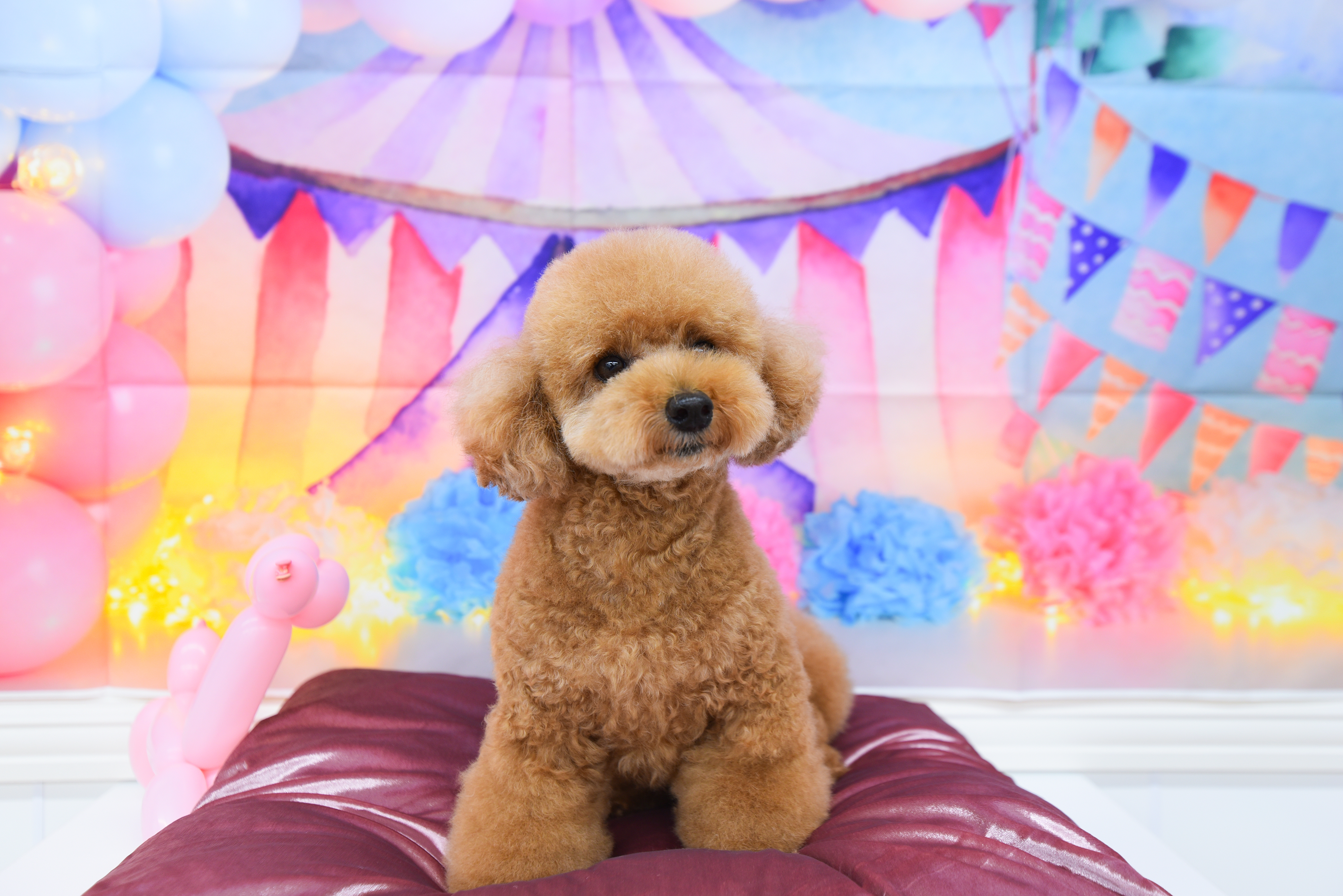 【施設内／ペットサロン（PET CARE BEAUTE）】