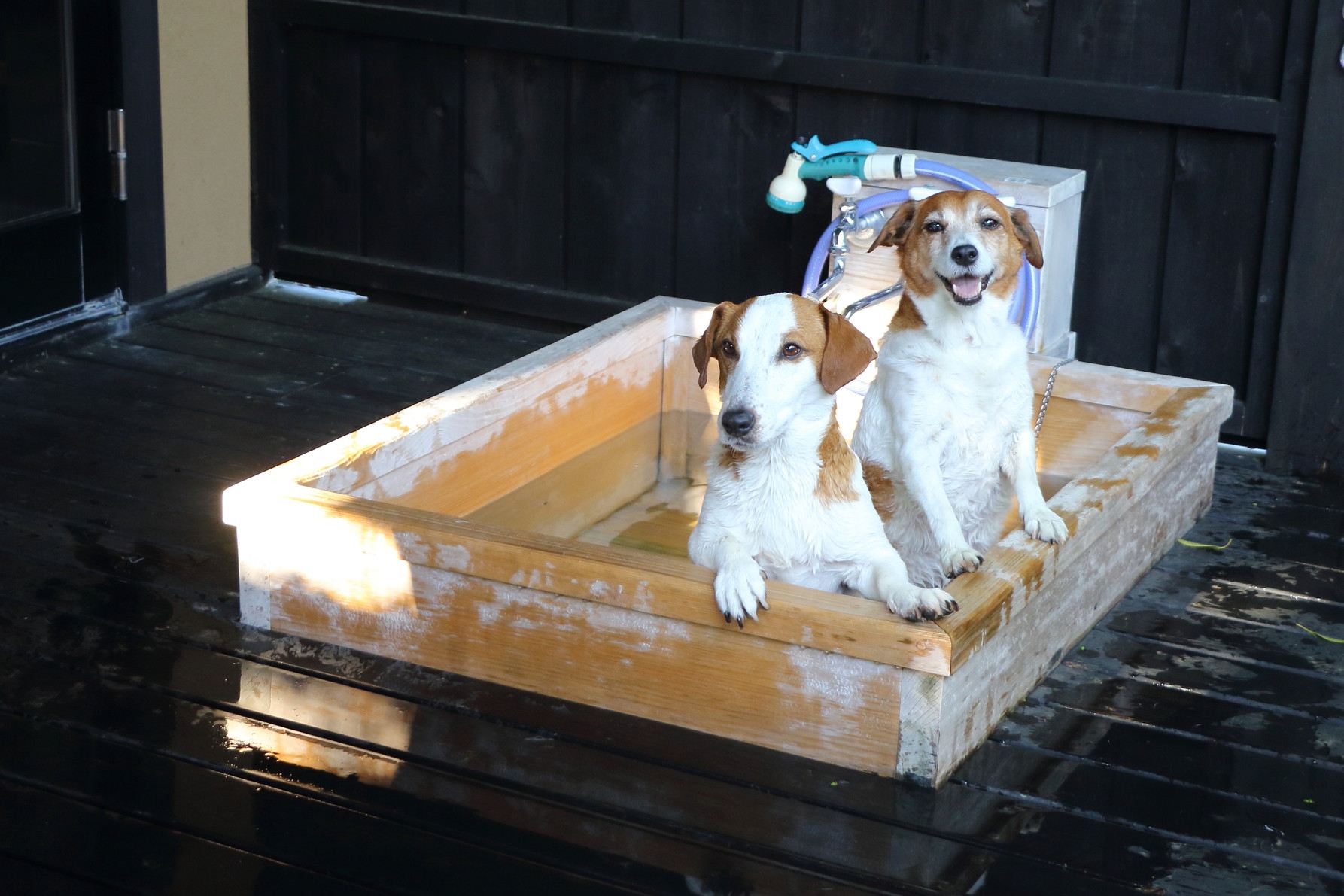 【シニア犬応援プラン】10歳以上ワンコの宿泊代無料、ワンコ温泉付き
