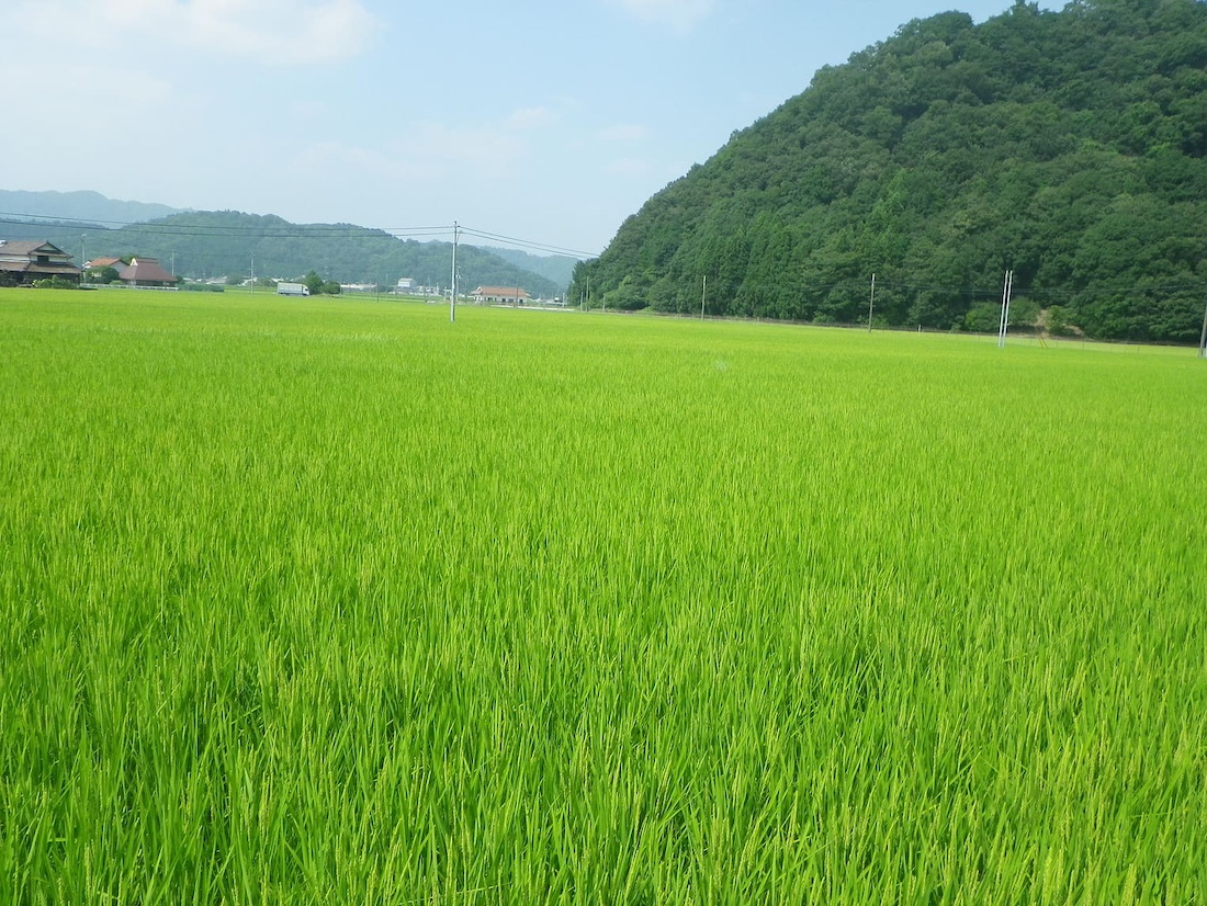 近隣の田んぼ