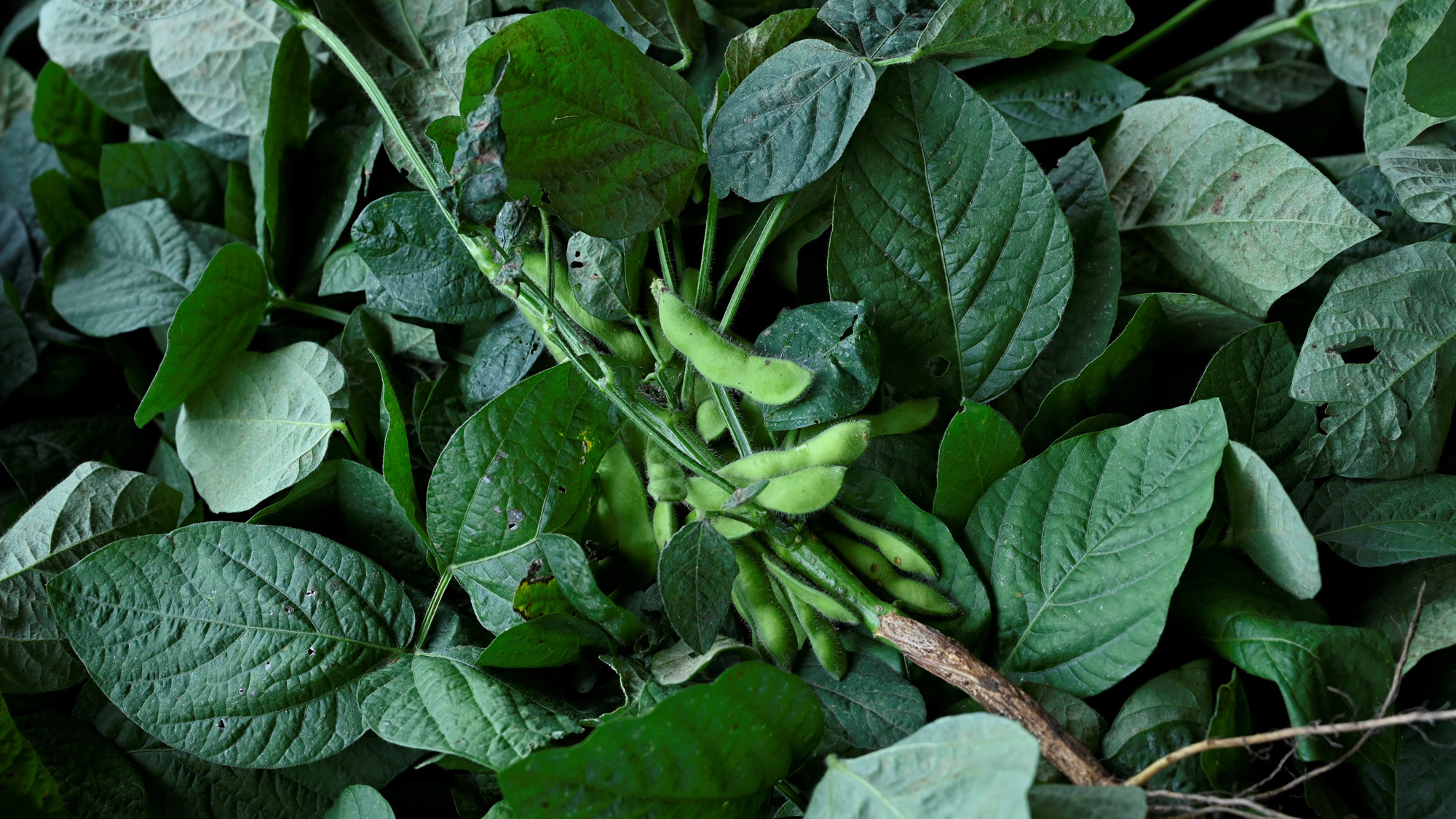 秋の味覚　黒枝豆を収穫！