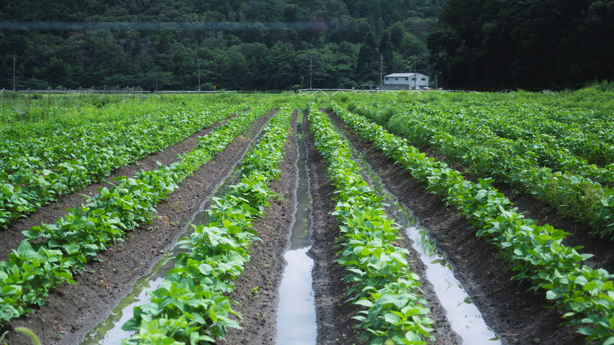 秋の味覚　黒枝豆を収穫！