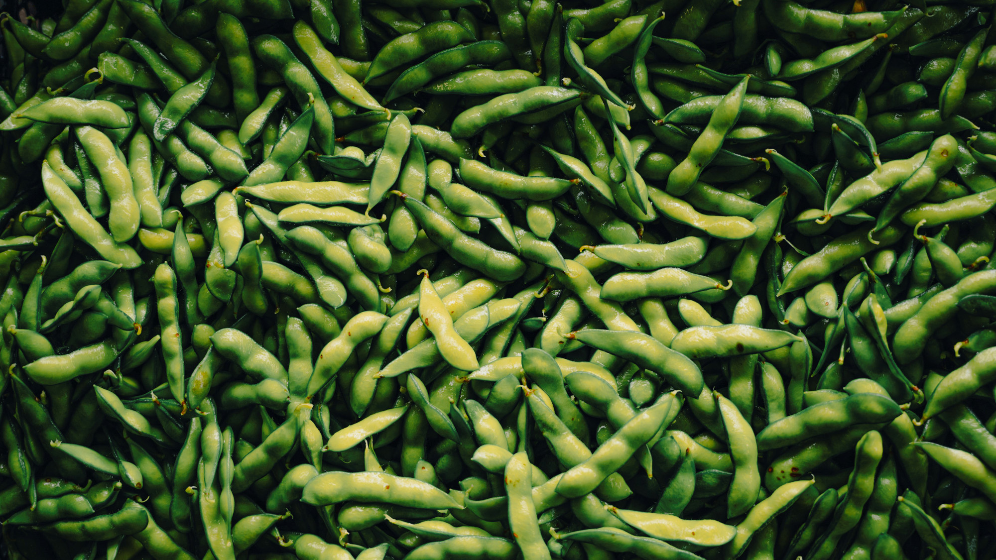 秋の味覚　黒枝豆を収穫！