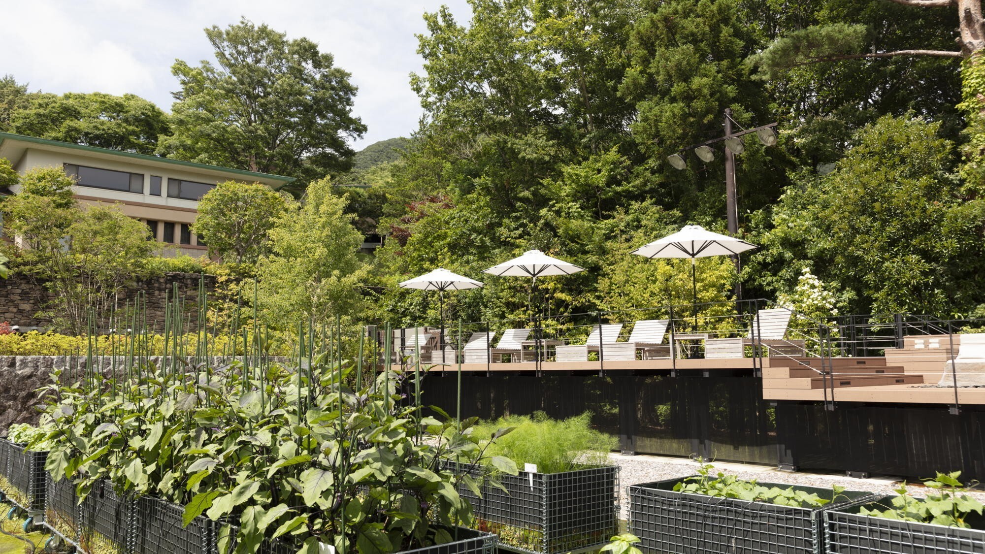 【農園】自家製の野菜やハーブを栽培しております。