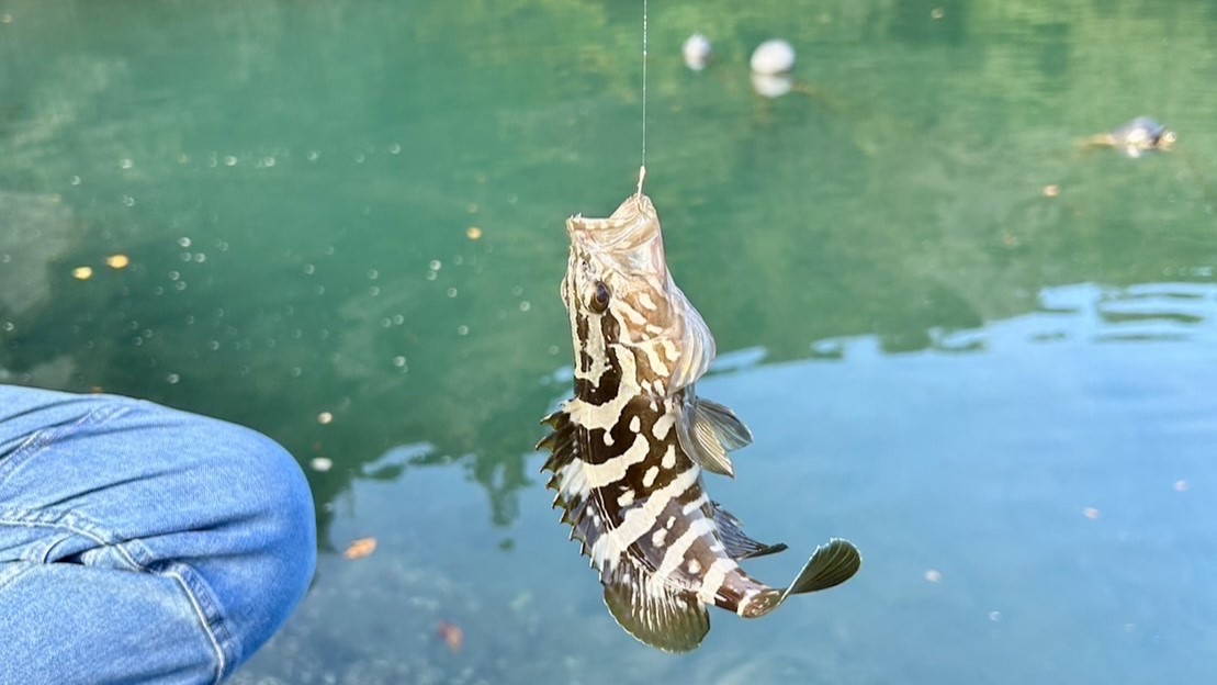 初心者の方歓迎！【港釣り無料体験】（手ぶらOK）