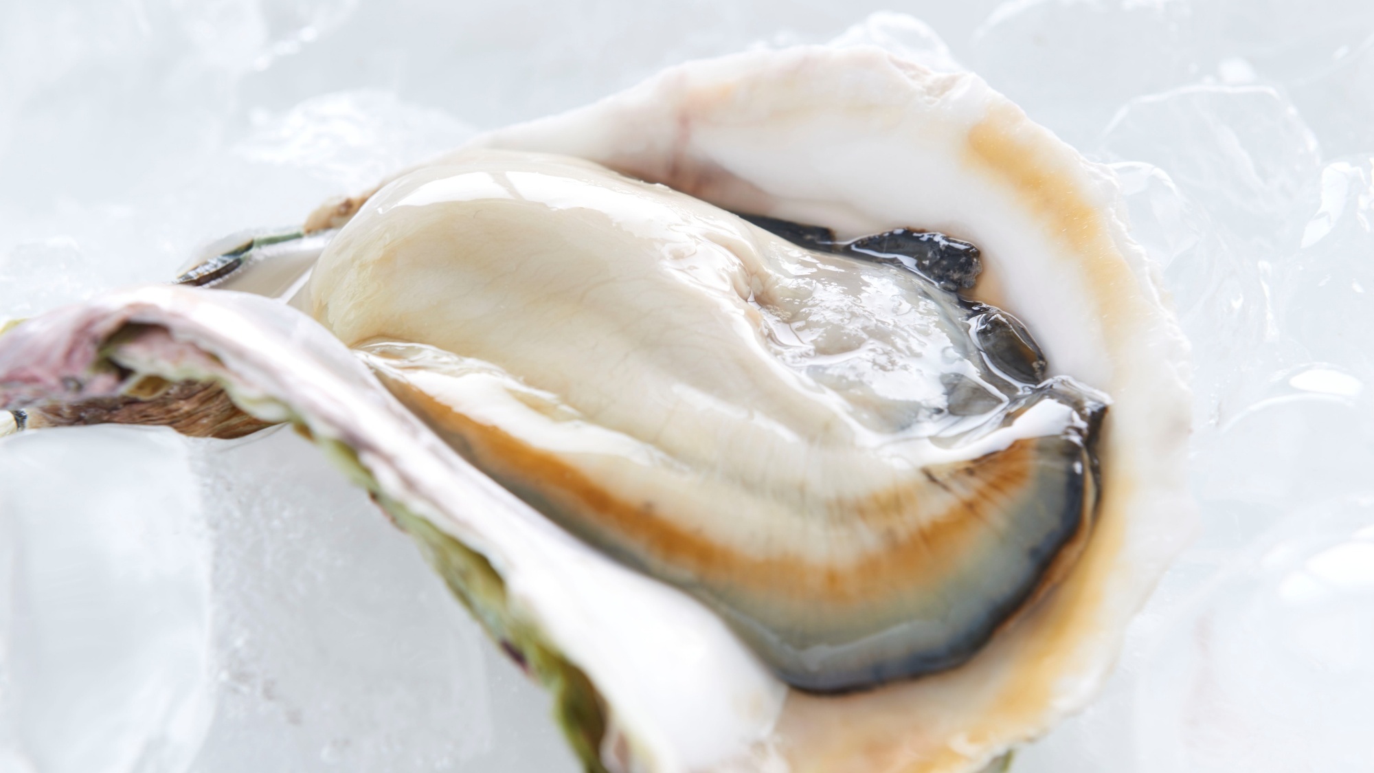 美しい海で育った島のブランド岩牡蠣「春香」