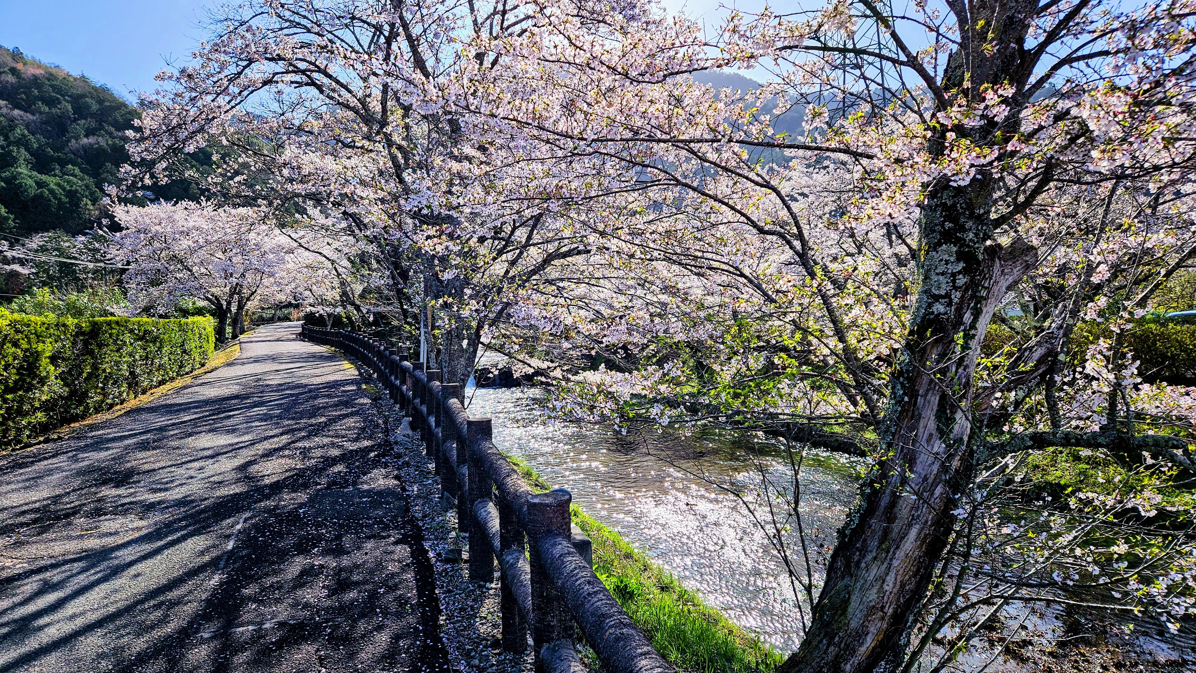 周辺施設・桜の名所「七谷川野外活動センター」