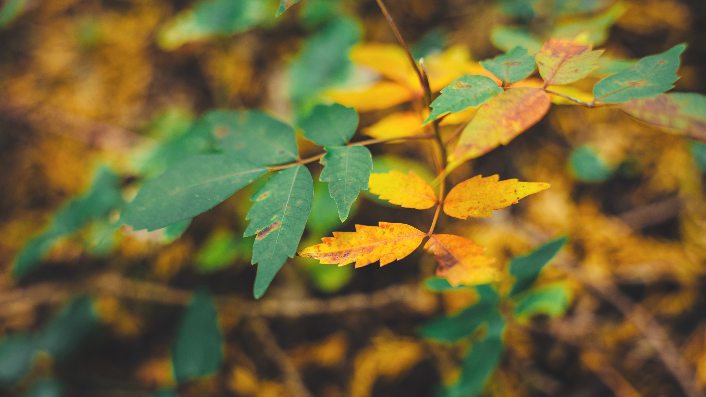 四季折々の自然。