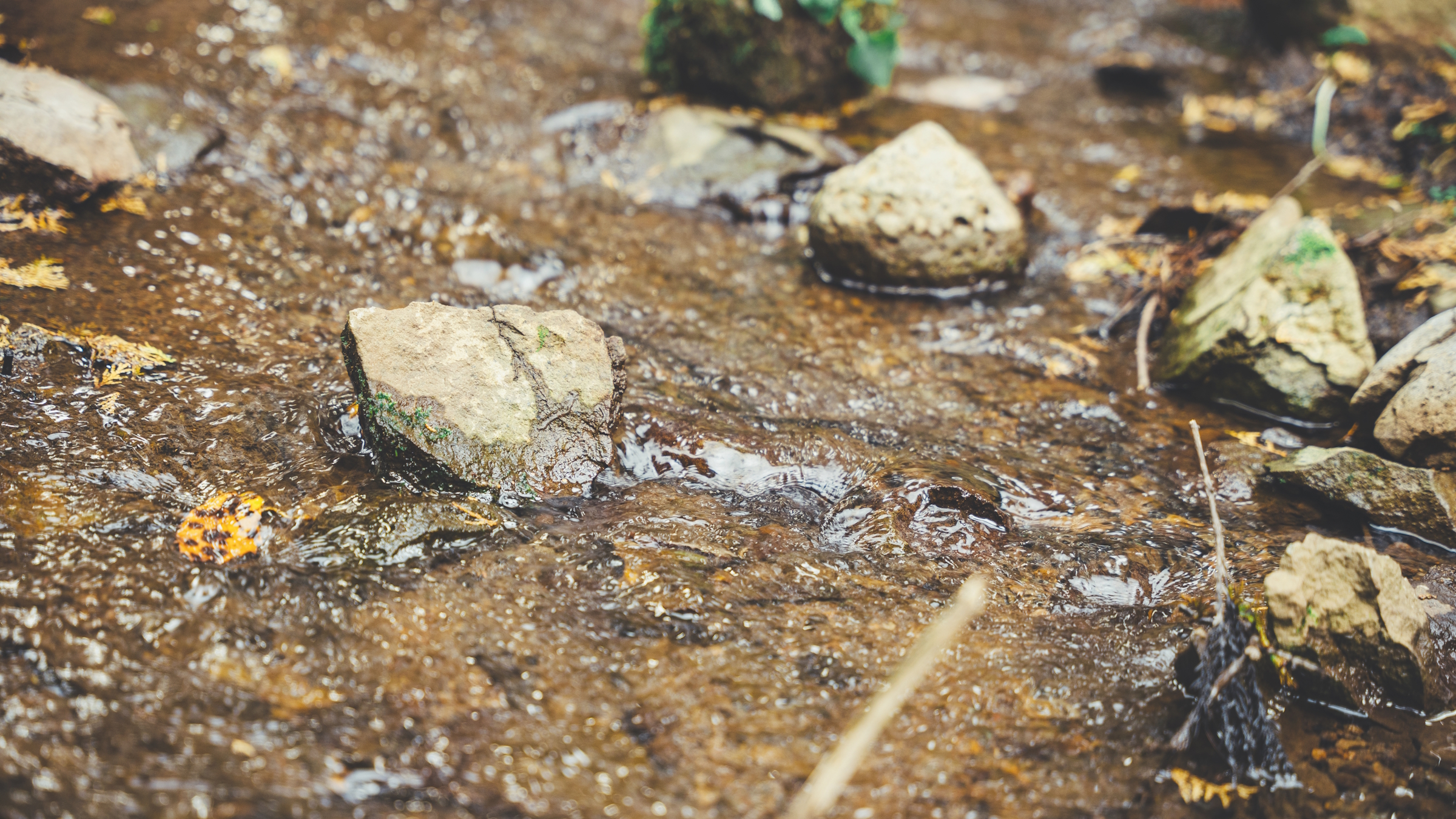 自然の音に耳を澄まして。