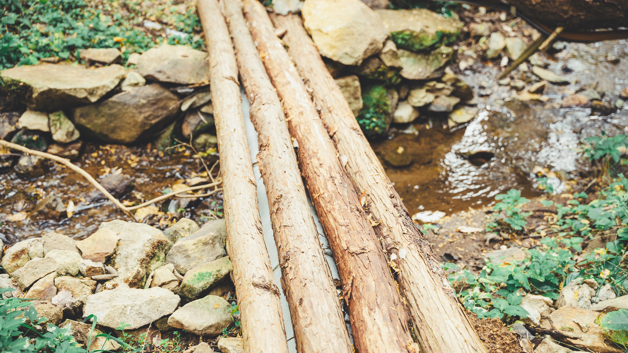 森の中を探検。