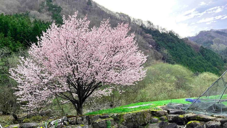 ・【桜】春には満開の桜を見ることができます。季節によって変わる風景をお楽しみください
