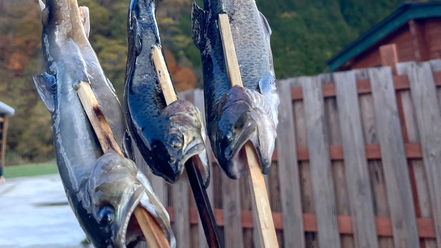 ・【釣り】お家では作る事が難しい、豪快な川魚の串焼き