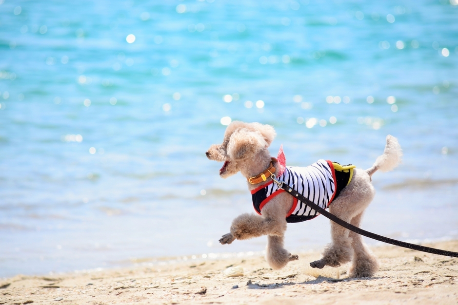 【Summer Vacation with Dog】〜愛犬と夏の伊豆踊子の里でバケーションレンタル〜