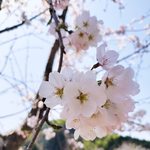 湯ったり村の桜