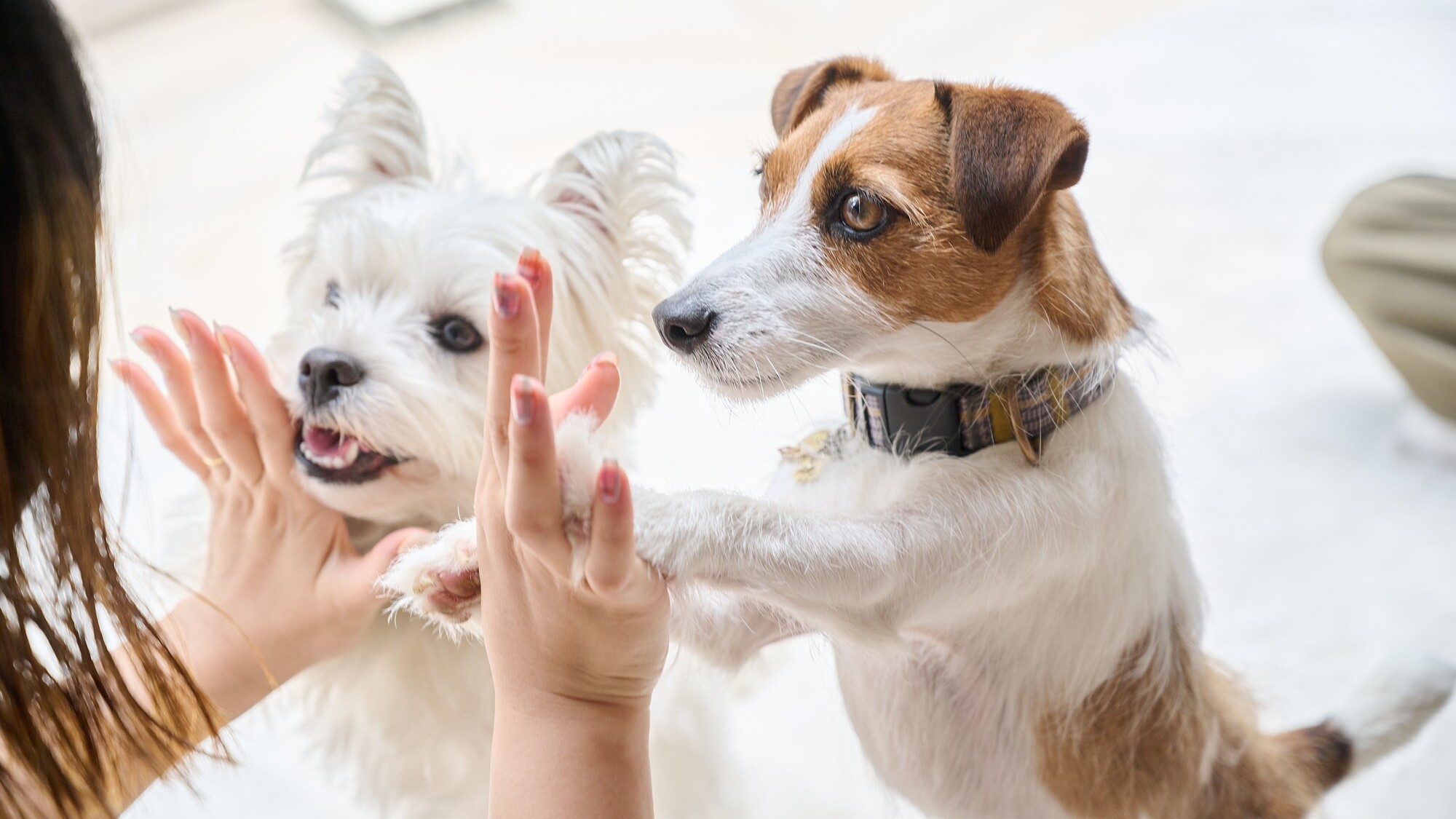 愛犬とのご滞在イメージ