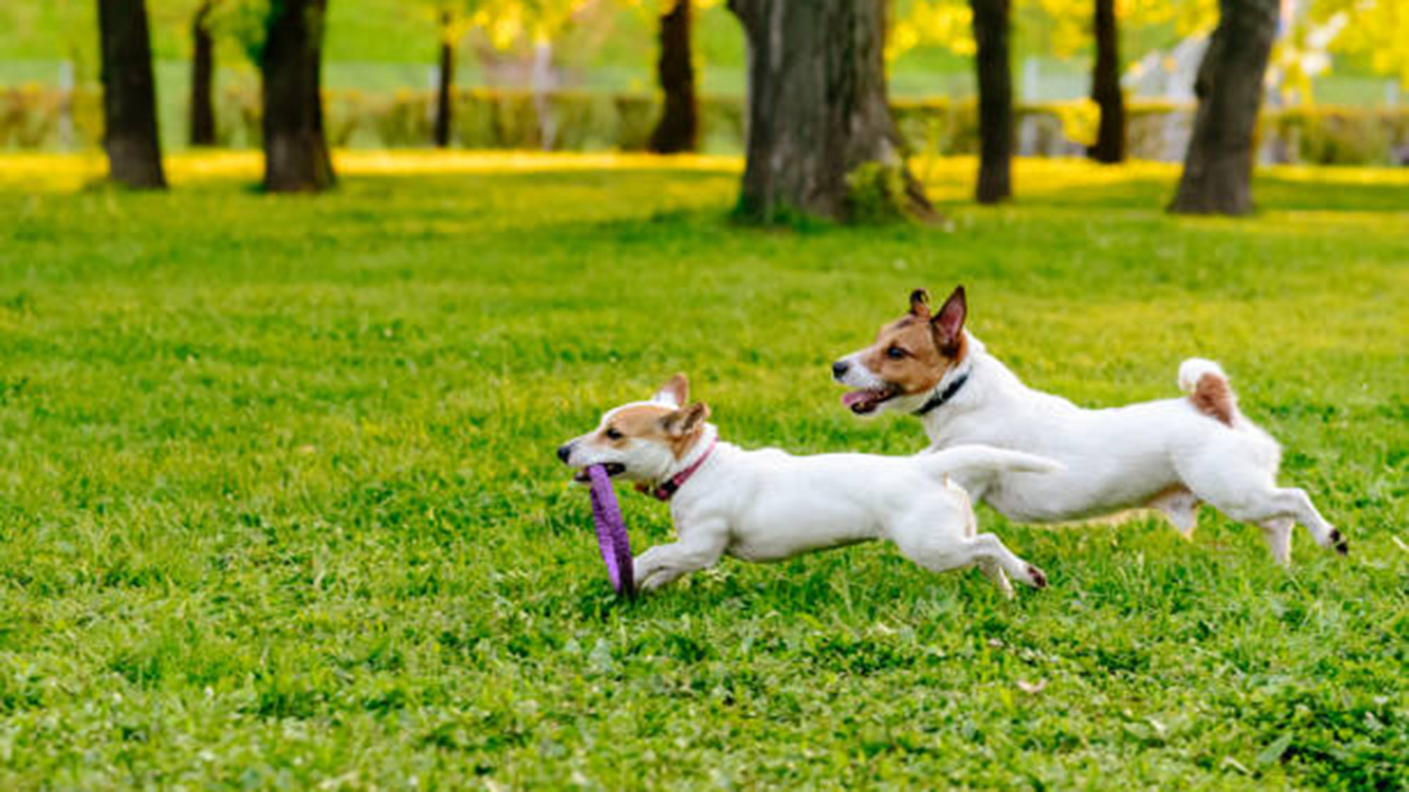 ・【ペットイメージ】周囲は静かで美しい自然が広がり、愛犬とのお散歩にぴったりのロケーションです