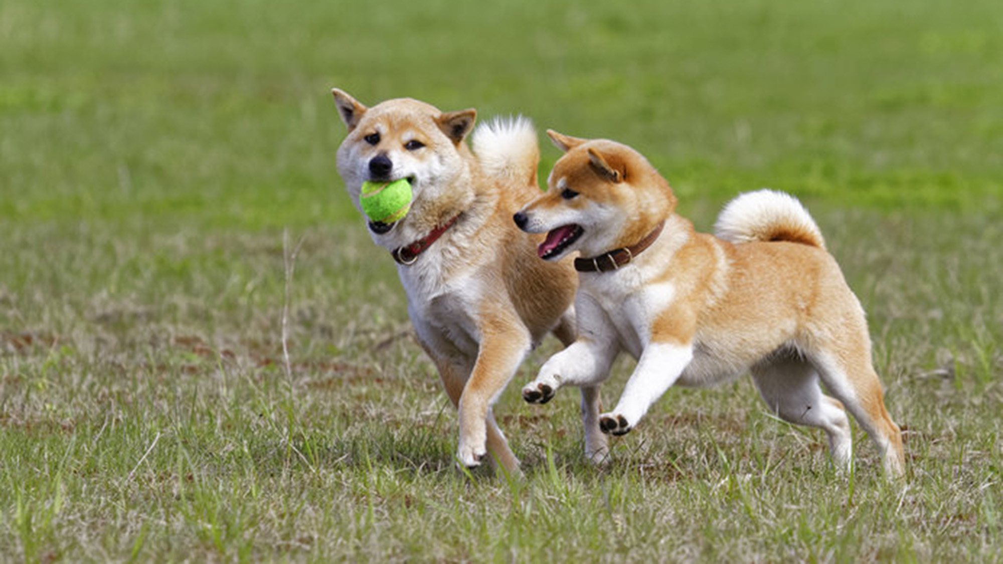 ・【ペットイメージ】愛犬との特別なひとときを、「貸別荘ひめしゃら」でぜひお過ごしください