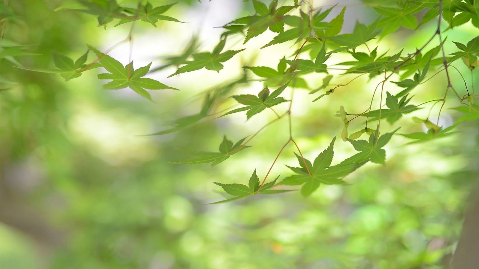 島宿真里｜イメージ