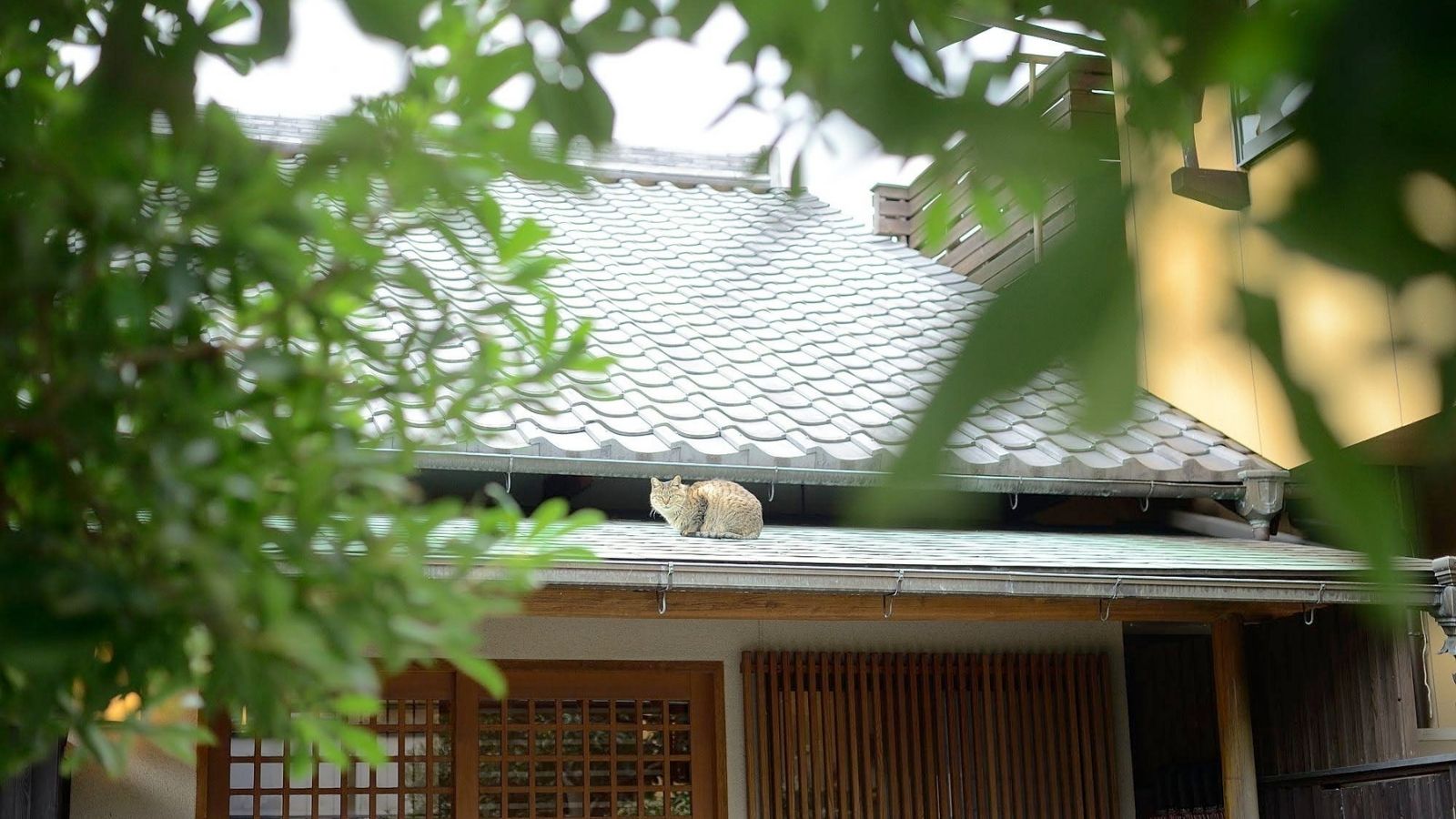 島宿真里｜イメージ
