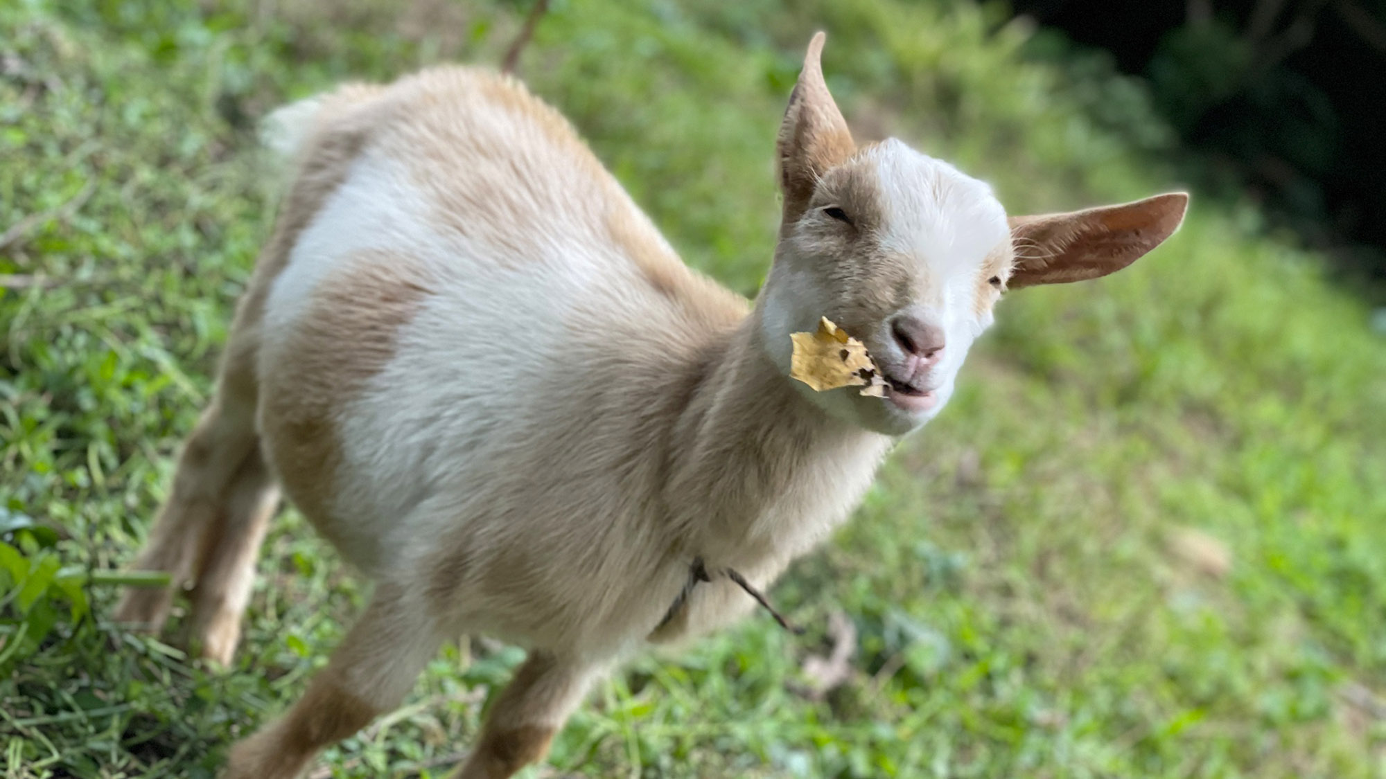 ・【動物たち】森の中では心優しい愛犬ハチを筆頭にさまざまな動物に出会えるかもしれません