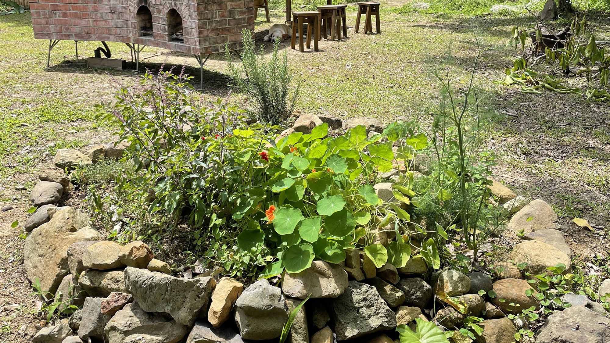 ・【パーマカルチャー】微生物の力を使って作った土を使って、農作物を育てます